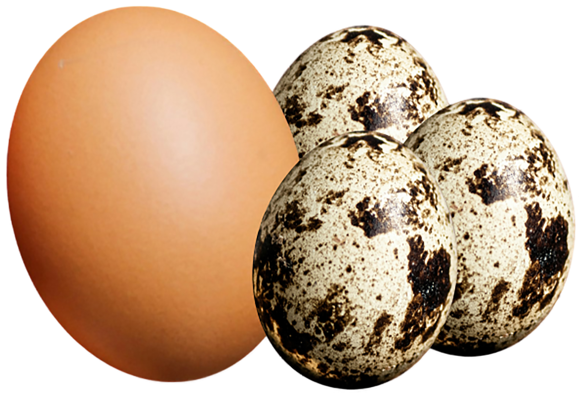 Perbandingan telur